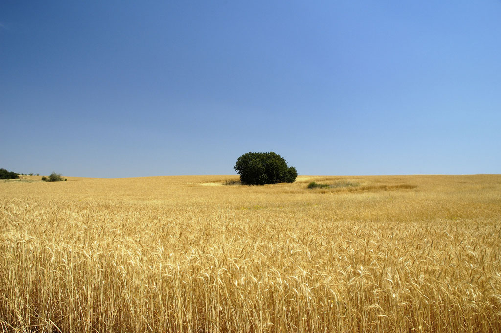 fields near Beit Shemesh
