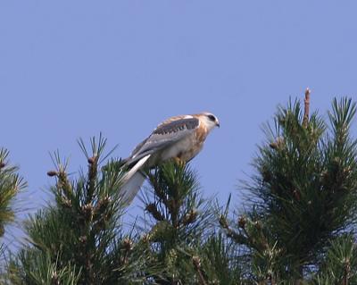 White-tailed Kite,juvenile