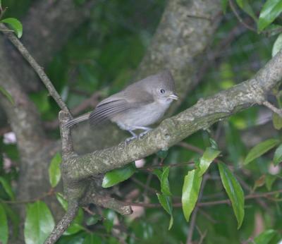 Oak Titmouse