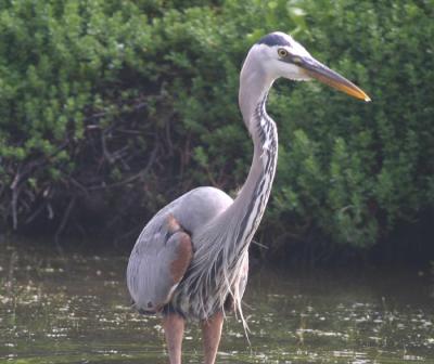 Great Blue Heron in breeding plumage