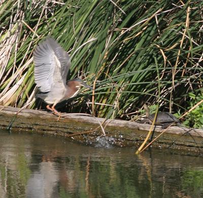 Green Heron in flight preparation