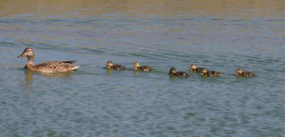 Mallard mother and babies