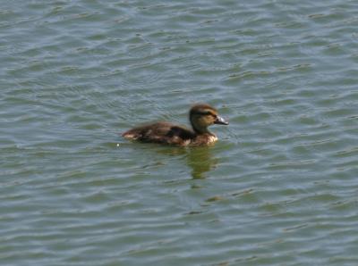 Mallard baby on its own