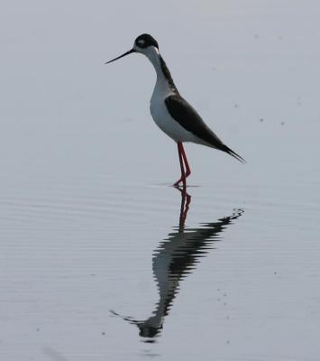 Black-necked Stilt,backlit