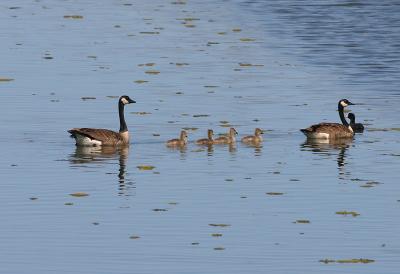 Canada Geese,male,female and babies