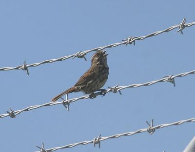 House Sparrow,female singing