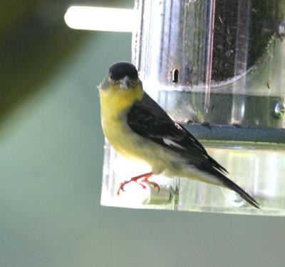 Lesser Goldfinch at the feeder