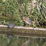 Green Heron