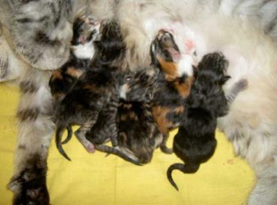 Amurin A-pentue  - synt. 29.5.2005  - Litter A  of Amurin Siberians, born on May 29, 2005
