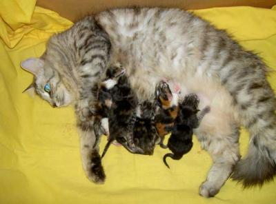 Neska and the new born kittens!