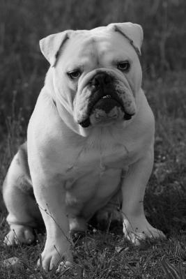 Lardon the English bulldog