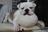 Lardon the English bulldog