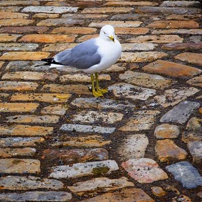 Gull Stones