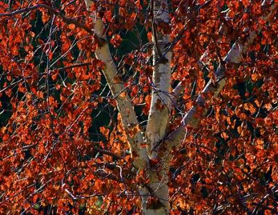 Red Birch Leaves 20050519