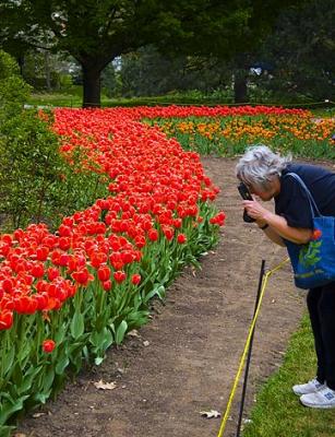 Tulip Festival Photographer