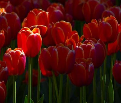 Canadian Tulip Festival 2005 Gallery