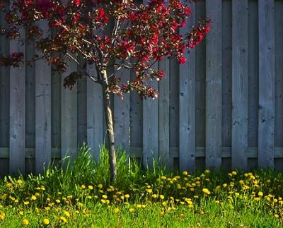 Dandelions & Fence 20050524