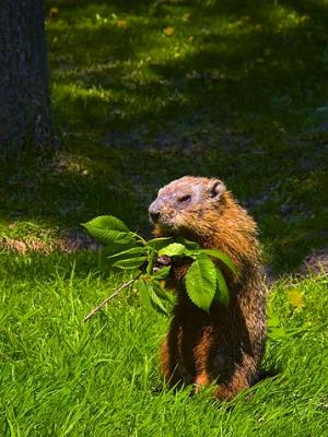 Groundhog Lunch 20050528