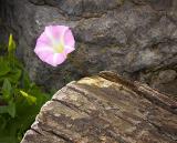 Flower, Rock, Log