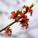 Tree Blossoms