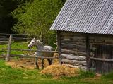 Horse & Barn