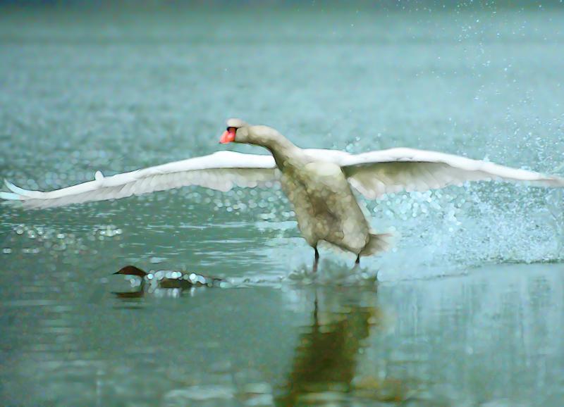 Splashdown or Collision?