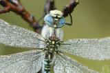 Dragon Fly covered with Dew