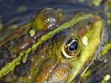 The Sun in the Eye of a Frog