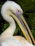 Pelican