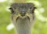 Ostrich, sceptic