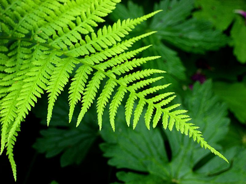 Athyrium filix-femina