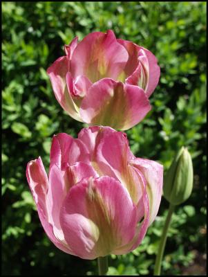 Tulipa anglique
