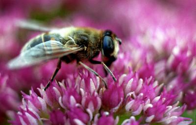 Fly on Sedum