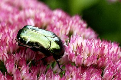 Cetonia aurata on Sedum