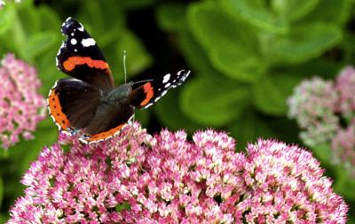 Vanessa atalanta on Sedum