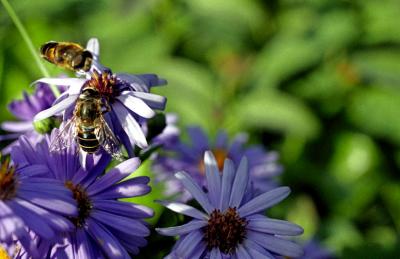 Fly on asters