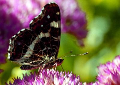 Butterfly on Sedum