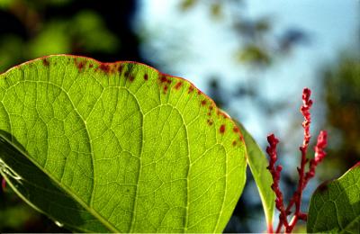 Polygonum