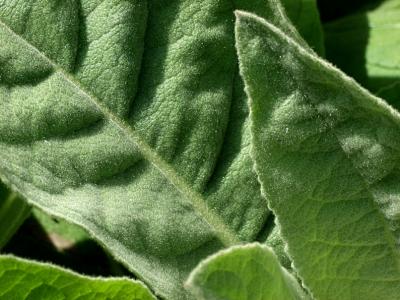 Verbascum thapsus