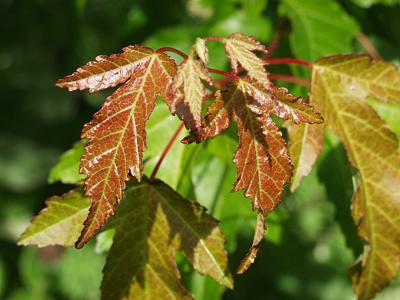 Acer ginnala