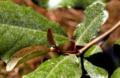 Eleagnus ebbingei