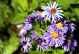 Asters