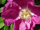 Rosa rugosa