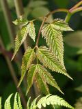 Filipendula