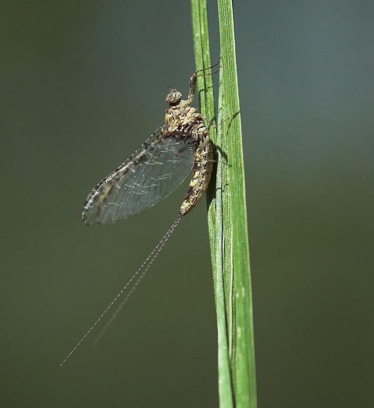 callibaetis in my back yard!