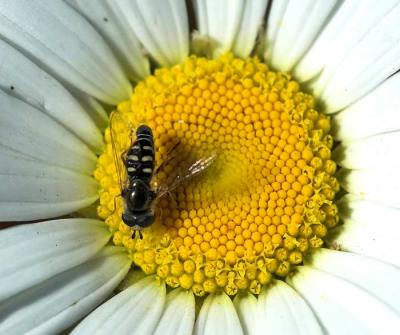 bee on yellow daisy