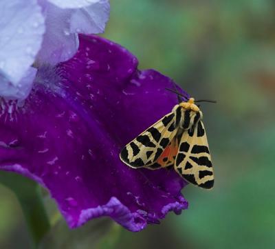 arctiid moth on iris