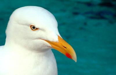 Interested Seagull