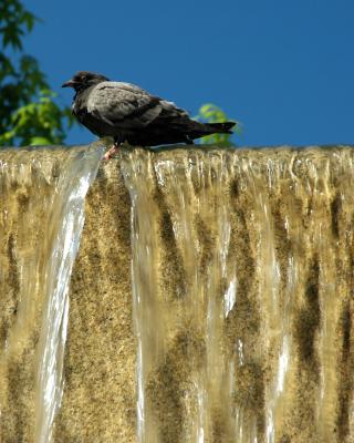 Bird bath!