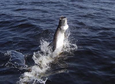 dan with 50lb tarpon jumping 07-23-03
